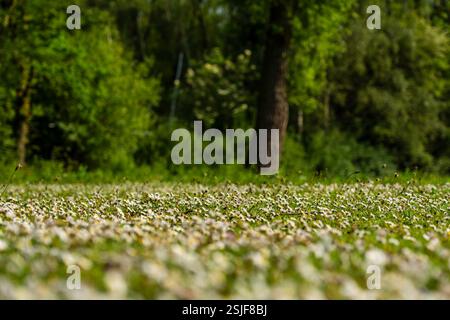 Feld der Daisies in einer sonnendurchfluteten Waldwiese Stockfoto