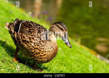 Anmutige weibliche Mallard-Ente, die auf lebendigem grünem Gras mit einem weichen, verschwommenen Hintergrund in natürlichem Licht steht Stockfoto