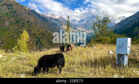 Kühe weiden auf einer Wiese vor dem Hintergrund einer wunderschönen Berglandschaft Stockfoto