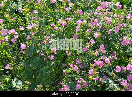 Rosa Moschusmalve oder Malva moschata blüht im Sommergarten Stockfoto
