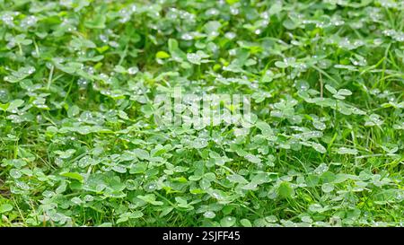 Frische grüne Kleebläche nach einem Regen, geringe Tiefe des Feldes Stockfoto