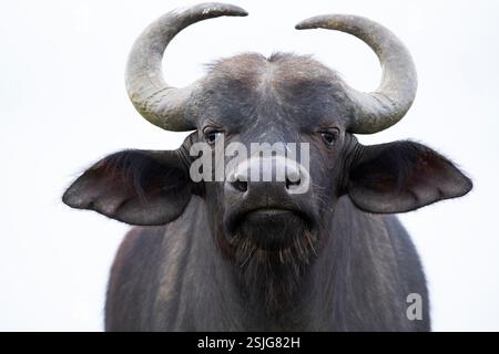 Südafrika, Afrika, Eastern Cape Province, Addo Elephant National Park, Buffalo (Syncerus Caffer) Stockfoto