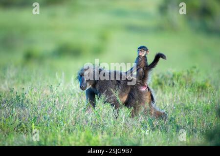 Südafrika, Afrika, Ostkap-Provinz, Addo Elephant-Nationalpark, Chacma-Paviane (Papio ursinus) Stockfoto
