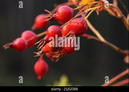 Hagebutten im Spätsommer. Yaak Valley, Nordwesten von Montana. Stockfoto