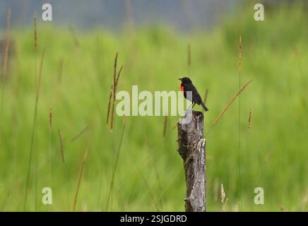 Rotbrust Meadowlark (Leistes militaris), Aves, Borja Road, Quijos, Ecuador Stockfoto