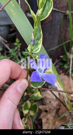 Greater Periwinkle (Vinca Major), Plantae, London, UK, Form variegata Stockfoto