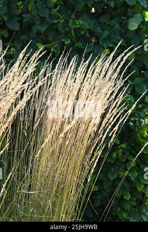 Goldene Herbstkeimköpfe von indischem Gras, Sorghastrum-Nutans, die im britischen Garten im September die Sonne fangen Stockfoto