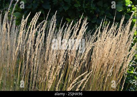 Goldene Herbstkeimköpfe von indischem Gras, Sorghastrum-Nutans, die im britischen Garten im September die Sonne fangen Stockfoto