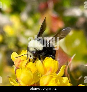 Gelbe Hummel (Bombus vosnesenskii), Insecta, Salinas, CA, USA, Bumble Bee war auf der Suche nach kalifornischen Barbeerblüten. Link zu Berberis pinnata Beobachtung https://www.inaturalist.org/observations/152085678 Gelber Streifen oben auf dem Bauch scheint sich nicht um die Unterseite zu bewegen. Gelbe Hummel (Bombus vosnesenskii) ca. Länge, 16 mm. Der gelbe Bauchstreifen setzt sich bei dieser Spezies NICHT um die Unterseite herum fort. „Es gibt eine sehr ähnliche Art, Bombus caliginosus, die eine Reihe hat, die sich mit der Gelbsichthummel (B. vosnesenskii) überschneidet. Der einfachste Weg, es zu sagen Stockfoto