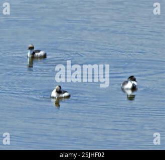 Silvery Grebe (Podiceps occipitalis), Aves, Gral Juan Facundo Quiroga, La Rioja, Argentinien Stockfoto