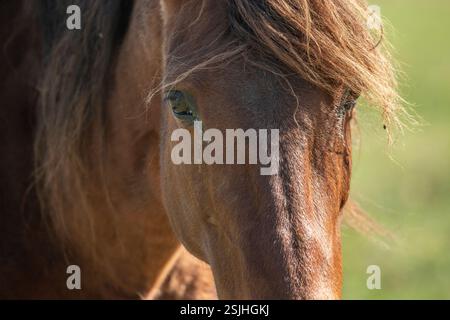 Mustanng-Pferd mit reißenden Augen. Stockfoto