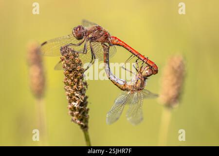 Ruddy Darter (Sympetrum sanguineum) Copula. Zwei Libellen paaren sich. Der Ruddy Dart ist in gemäßigten Regionen in ganz Europa zu finden. Wildtiere Stockfoto