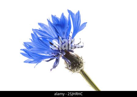 Kornblume oder Bachelor's Button (Centaurea cyanus) blaue Blume auf weißem Hintergrund. Botanische Naturszene in Europa. Stockfoto