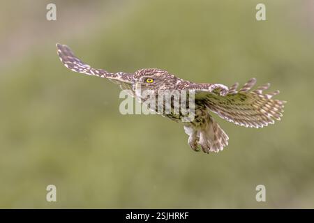 Der nachtaktive Greifvogel (Athene noctua) fliegt bei Sonnenaufgang auf der Jagd nach Beute auf der belgischen Landschaft in Flandern. Wildnis-Szene der Natur in Euro Stockfoto