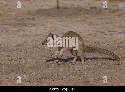 Gelbe Mungo (Cynictis Penicillata) Stockfoto