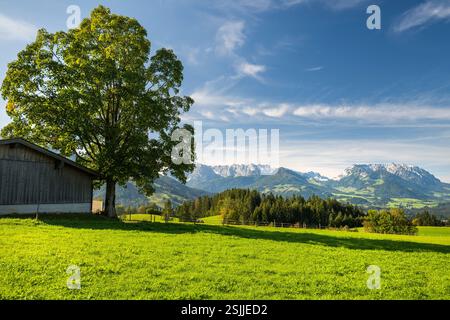 Norway maple tree, Wilder and Zahmer Kaiser from Moserberg, Kössen, Kaiserwinkl, Tyrol, Austria Stockfoto