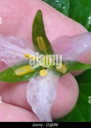 Pacific Trillium (Trillium ovatum), Plantae, Armstrong Redwoods State Reserve, Sonoma County, US-CA, USA Stockfoto
