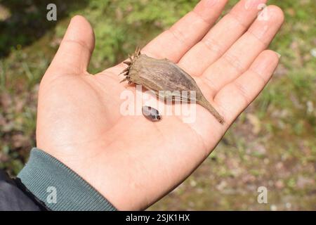 Chinesischer Süßstrauch (Calycanthus chinensis), Plantae, 中国浙江省杭州市西湖区 Stockfoto