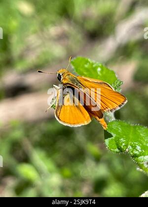 Orange Skipperling (Oarisma aurantiaca), Insecta, Panther Canyon Trail, New Braunfels, TX, US Stockfoto
