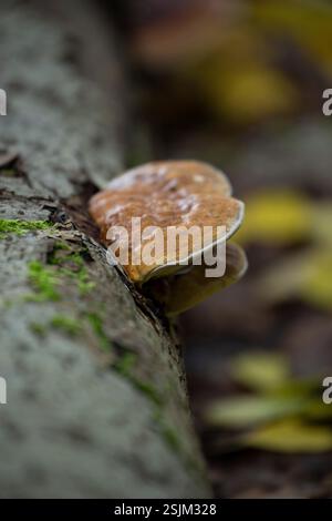 Pilz der roten Gurtklammer (Fomitopsis pinicola), der am Baumstamm wächst Stockfoto