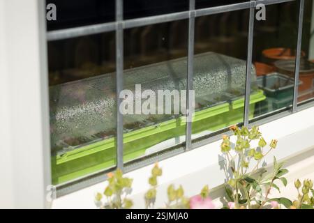 Pflanzen Sie Vermehrer auf einer Fensterbank. Vermehrung von Setzlingen in einem britischen Haus im Frühjahr Stockfoto