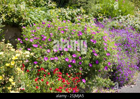 Lila Geranienblüten in einem Gartenbeet. Englischer Blumengarten im Sommer, Großbritannien Stockfoto