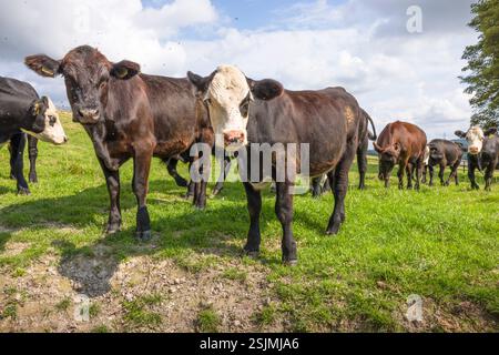 Herde junger Hereford-Rinderkälber. Kühe auf einem Feld, die in die Kamera schauen. Buckinghamshire, Großbritannien Stockfoto