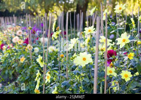 Mehrfarbige Dahlienreihen in Blüten. Dahlia Betten, Valley Gardens, Harrogate, Großbritannien Stockfoto