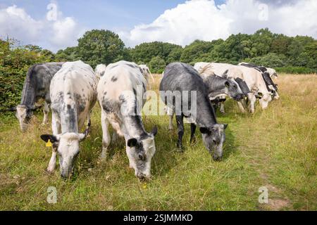 Herde von Blue Albion Kühen, die auf einer Weide auf Coombe Hill, Chiltern Hills, Großbritannien weiden Stockfoto