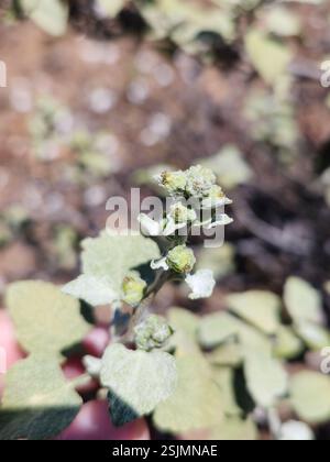 San Diego Bursage (Ambrosia chenopodiifolia), Plantae, Ensenada, MX-BN, MX Stockfoto