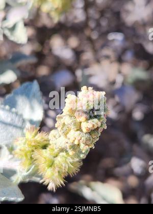 San Diego Bursage (Ambrosia chenopodiifolia), Plantae, Ensenada, MX-BN, MX Stockfoto