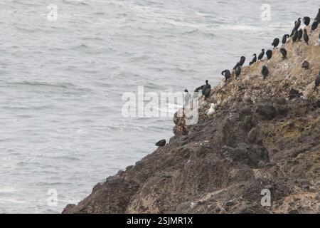 Black Oystercatcher (Haematopus bachmani), Aves, Lane, Oregon, USA Stockfoto