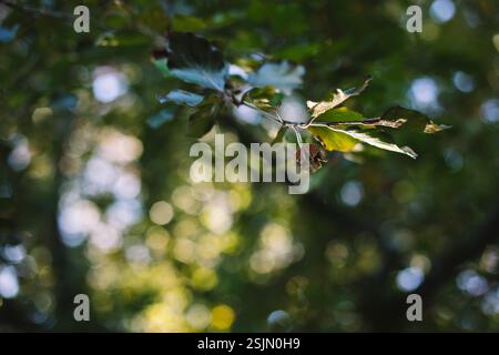 Europäische Buche Stockfoto