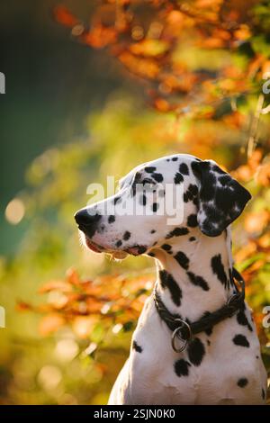 Dalmatinischer, männlicher Hund Stockfoto