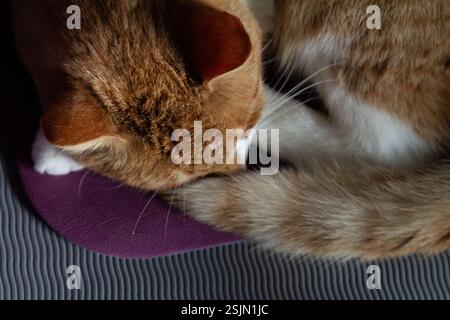 Ein friedliches Bild einer Ingwerkatze, die sich zusammengerollt hat und auf einer Yogamatte schläft. Stockfoto
