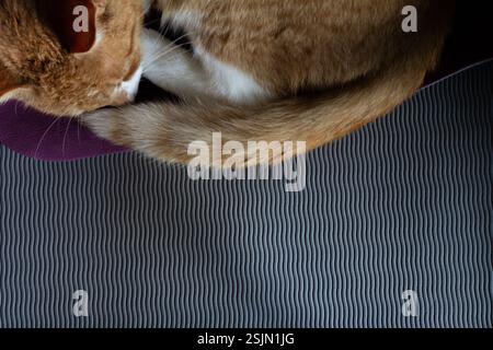 Ein friedliches Bild einer Ingwerkatze, die sich zusammengerollt hat und auf einer Yogamatte schläft. Stockfoto
