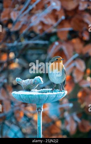 Robin (Erithacus rubecula) sitzt auf einem eisigen Vogelbad vor einer Buchenhecke Stockfoto