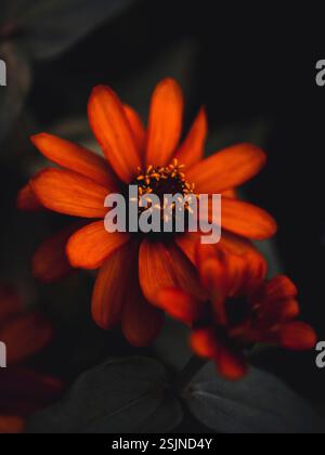 Rotes, schmalblättriges Zinnia, Makroaufnahme im Blumengarten [M] Stockfoto