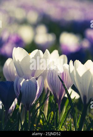 Lila und weiße Krokusse, Makroaufnahme auf einer Blumenwiese Stockfoto