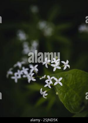 Weiße Holzblüten, Makroaufnahme im Wald Stockfoto