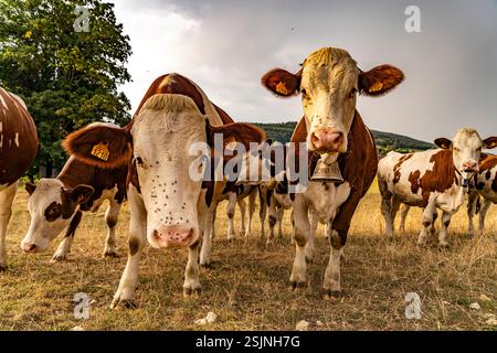 Montbeliard Rinder auf dem Land in der Nähe von Le Moulin, Trevillers, Bourgogne-Franche-Comte, Frankreich, Europa Stockfoto