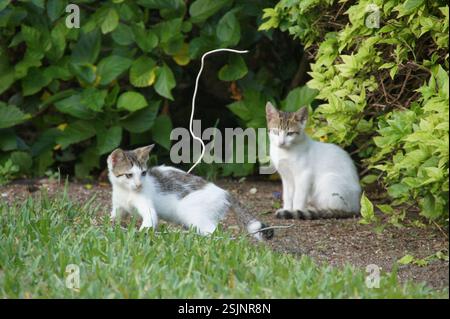 Bahamas: Zwei Kätzchen, eines weiß mit grauen Tabby-Markierungen und das andere größtenteils weiß mit grauen Kopf- und Schwanz, spielen im Gras. Jedes OT Stockfoto