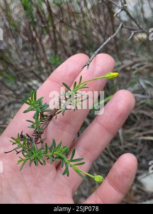 Damianita (Chrysactinia mexicana), Plantae, Leander, TX 78645, USA Stockfoto