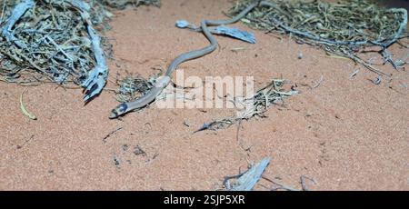 Westlicher Kapuzenfuß (Pygopus nigriceps), Reptilia, Oakden Hills SA 5713, Australien Stockfoto