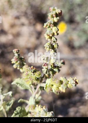 San Diego Bursage (Ambrosia chenopodiifolia), Plantae, Ensenada, MX-BN, MX Stockfoto