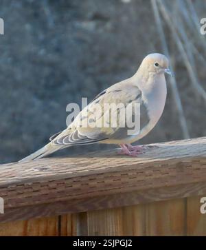 Trauertaube (Zenaida macroura), Aves, Country Park Rd, Salinas, CA, WIR, die Trauertauben, paaren sich. Link zu Trauertaube Federbeobachtung: https://www.inaturalist.org/observations/187840760 Trauertaube (Zenaida macroura) es hat einen blauen Augenring und blaue Augenlider, rosa Füße, Trimmkörper, bis zu 30 cm lang. Das Schweif verjüngt sich zu einem Punkt. Weit verbreitet und verbreitet in einem Großteil Nordamerikas, von Südkanada bis Panama, einschließlich der Karibik. Sie finden sich in einer Vielzahl von Lebensräumen, von landwirtschaftlichen Feldern bis hin zu leicht bewaldeten Gebieten. Liebt Vororte, wo es oft an Telefonleitungen A sitzt Stockfoto