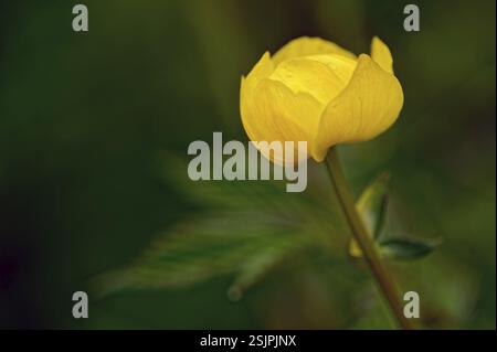 Trollflower (Trollius europaeus), Oberbayern, Bayern, Deutschland, Europa Stockfoto