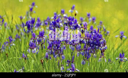 Sibirische Iris (Iris sibirica), großer Stand auf der Wiese, Oberbayern, Bayern, Deutschland, Europa Stockfoto