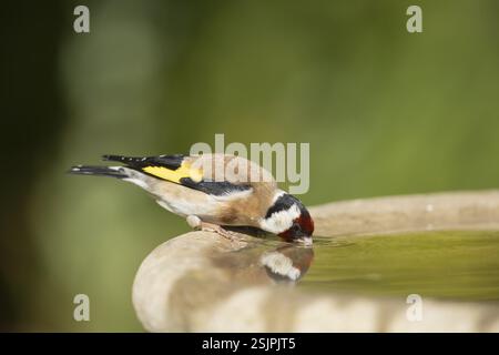 Europäischer Goldfink (Carduelis carduelis), erwachsener Vogel, der in einem Wasserbad im Garten trinkt, England, Vereinigtes Königreich, Europa Stockfoto