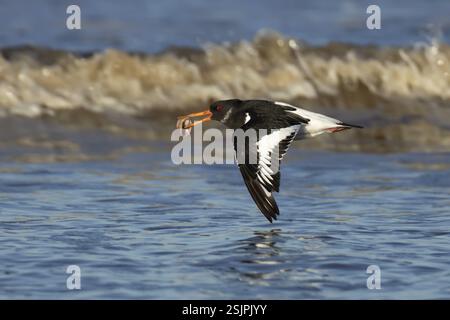 Eurasischer Austernfänger (Haematopus ostralegus) ausgewachsener Watvogel im Flug über einer Küstenlinie mit einer Muschel im Schnabel, England, Vereinigtes Königreich, E Stockfoto